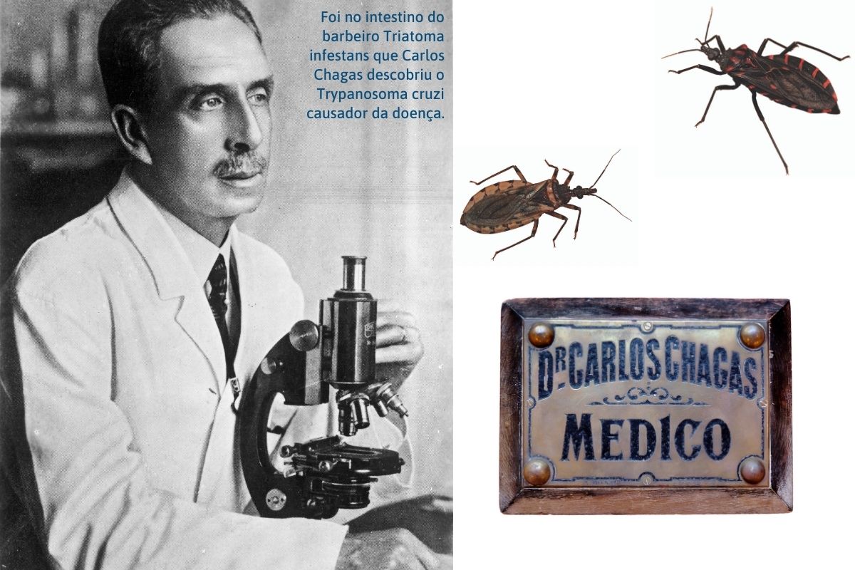 Foi no intestino do barbeiro Triatoma infestans que Carlos Chagas descobriu o Trypanosoma cruzi causador da doença.