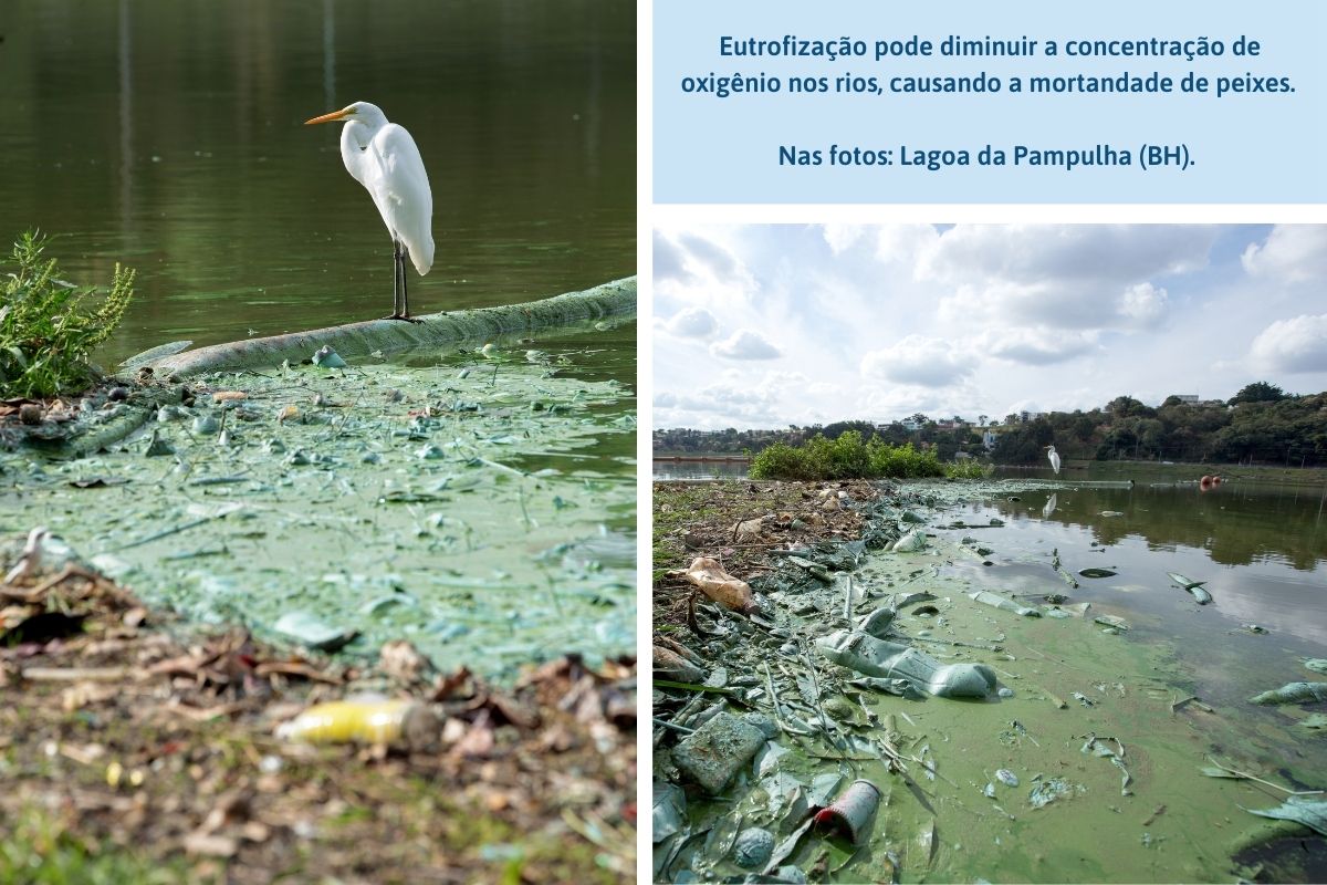 Eutrofização pode diminuir a concentração de oxigênio nos rios, causando a mortandade de peixes. Nas fotos: Lagoa da Pampulha (BH). 