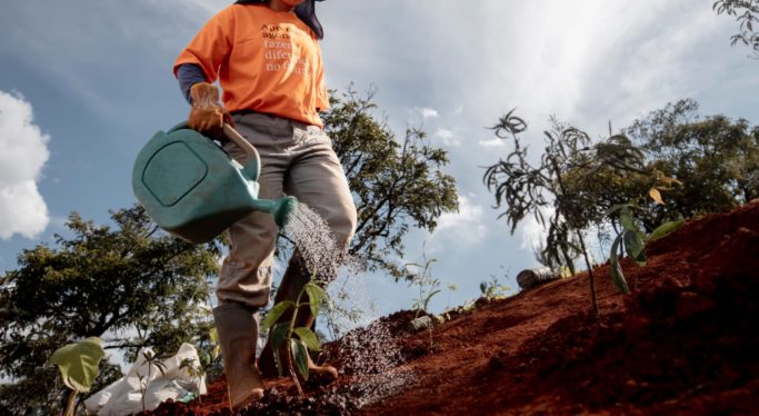Iniciativa pioneira no Alto Velhas recupera áreas degradadas pela exploração de bauxita e cascalho