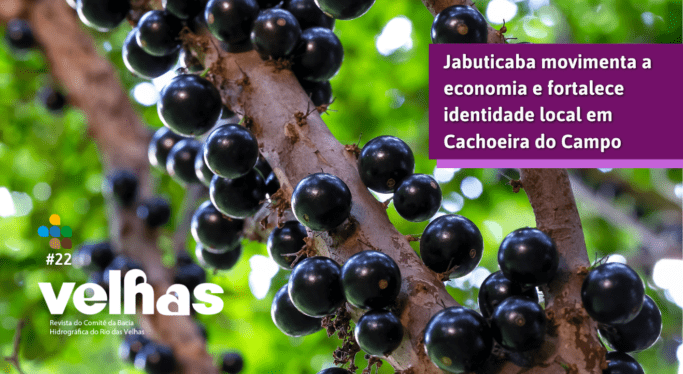 Revista Velhas nº22: Jabuticaba movimenta a economia e fortalece identidade local em Cachoeira do Campo