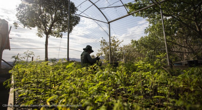 Após três anos, Projeto de Recomposição Florestal transforma paisagens nos Ribeirões Caeté-Sabará