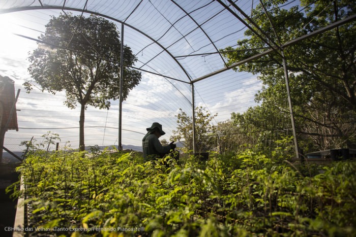 Após três anos, Projeto de Recomposição Florestal transforma paisagens nos Ribeirões Caeté-Sabará